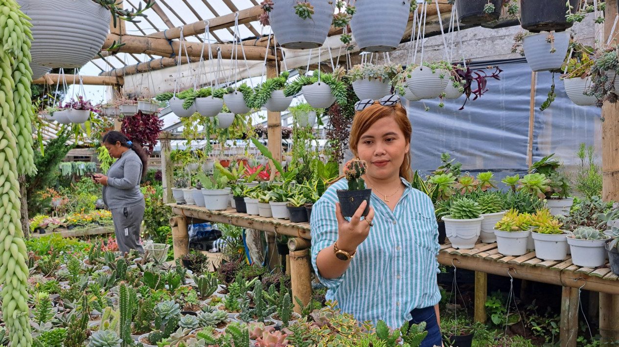 Tanaman gantung kaktus: keindahan dan keunikan yang memikat hati | Artikel – bisnisads.com