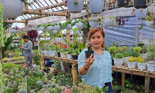 Tanaman gantung kaktus: keindahan dan keunikan yang memikat hati | Artikel – bisnisads.com