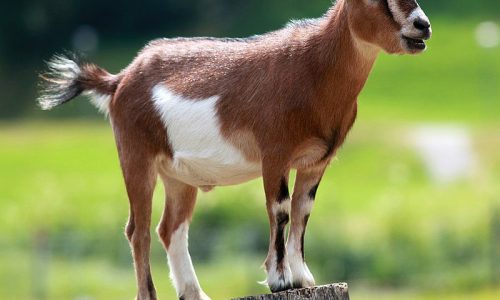 geislerfarm bisnisads